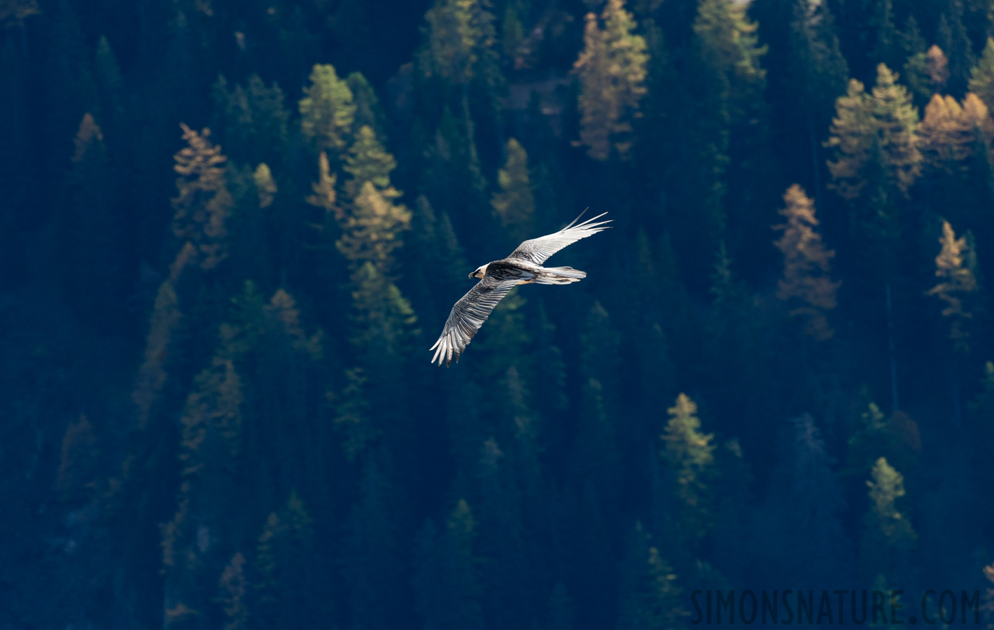 Gypaetus barbatus barbatus [550 mm, 1/400 Sek. bei f / 10, ISO 1600]